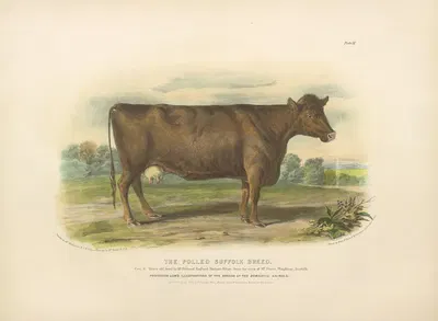 The Polled Suffolk Breed by David Low, 1842 — digital art print download