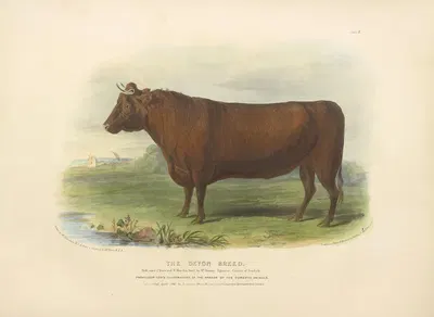 The Devon Breed by David Low, 1842 — digital art print download