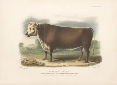The Hereford Breed by David Low, 1842 — digital art print download