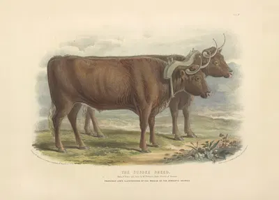 The Sussex Breed by David Low, 1842 — digital art print download