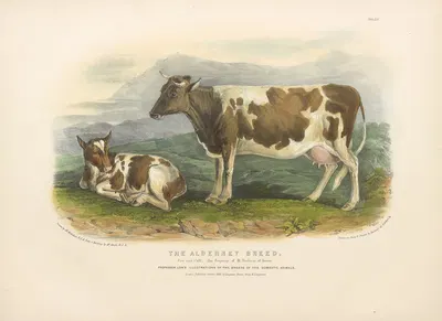 The Alderney Breed by David Low, 1842 — digital art print download
