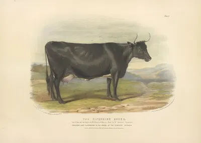 The Fifeshire Breed by David Low, 1842 — digital art print download