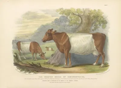 The Sheeted Breed of Somersetshire by David Low, 1842 — digital art print download