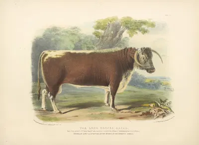 The Long-Horned Breed by David Low, 1842 — digital art print download