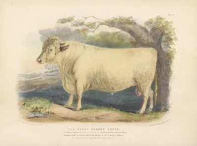 The Short-Horned Breed by David Low, 1842 — digital art print download