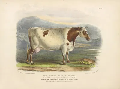The Short-Horned Breed by David Low, 1842 — digital art print download