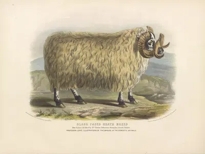 The Black-Faced Heath Breed by David Low, 1842 — digital art print download