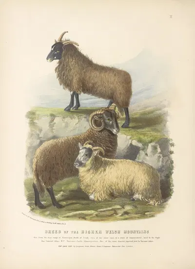 The Breed of the Higher Welsh Mountains by David Low, 1842 — digital art print download