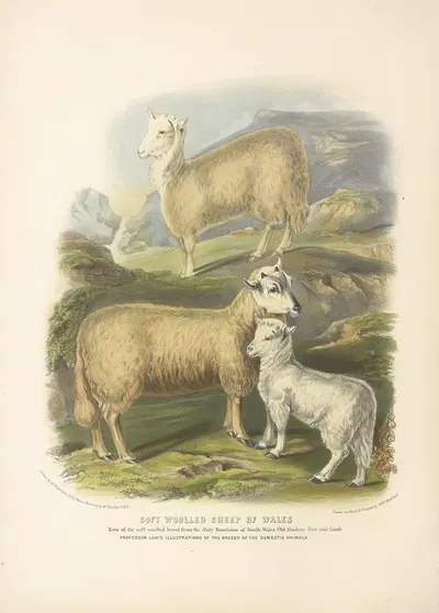 The Soft-Woolled Sheep of Wales by David Low, 1842 — digital art print download