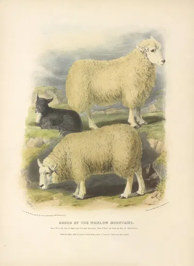 The Breed of the Wicklow Mountains by David Low, 1842 — digital art print download