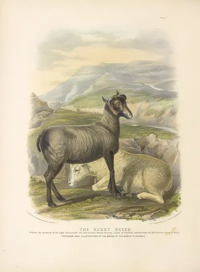 The Kerry Breed by David Low, 1842 — digital art print download