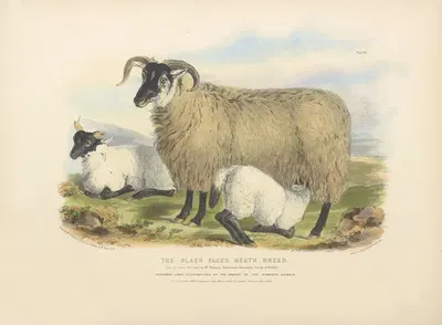 The Black-Faced Heath Breed by David Low, 1842 — digital art print download