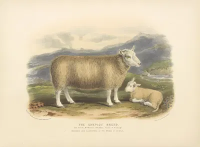 The Cheviot Breed by David Low, 1842 — digital art print download