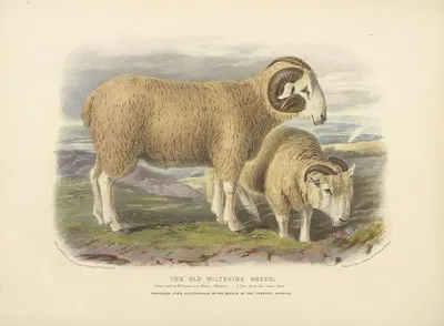 The Old Wiltshire Breed by David Low, 1842 — digital art print download