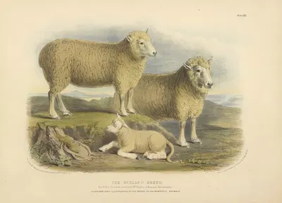 The Ryeland Breed by David Low, 1842 — digital art print download
