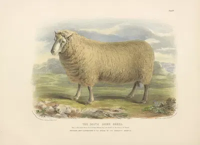 The South-Down Breed by David Low, 1842 — digital art print download