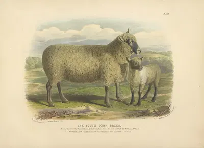 The South-Down Breed by David Low, 1842 — digital art print download
