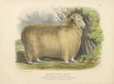 The Old Lincoln Breed by David Low, 1842 — digital art print download