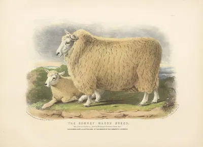 The Romney Marsh Breed by David Low, 1842 — digital art print download