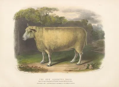 The New Leicester Breed by David Low, 1842 — digital art print download
