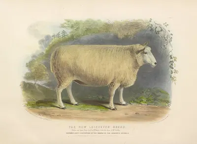 The New Leicester Breed by David Low, 1842 — digital art print download