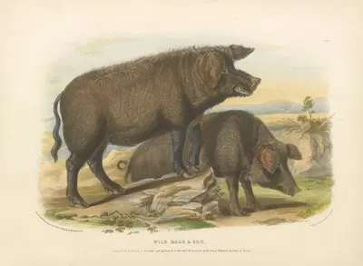 The Wild Boar & Sow by David Low, 1842 — digital art print download
