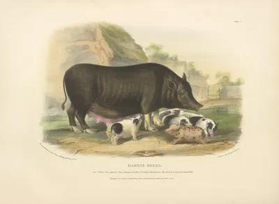 The Siamese Breed by David Low, 1842 — digital art print download