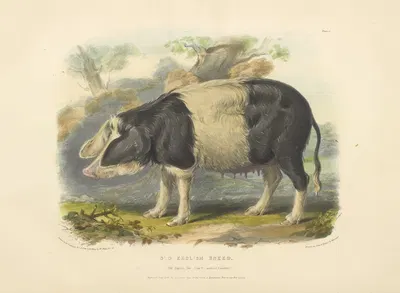 The Old English Breed by David Low, 1842 — digital art print download