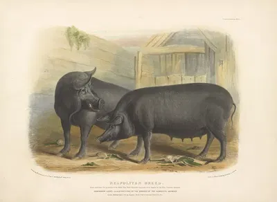 The Neapolitan Breed by David Low, 1842 — digital art print download