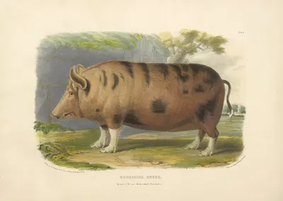 The Berkshire Breed by David Low, 1842 — digital art print download