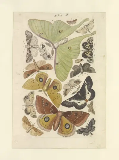 Lepidoptera Pl.048 by Townend Glover, 1873 — digital art print download
