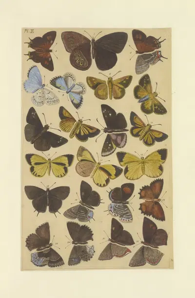 Lepidoptera Pl.122 by Townend Glover, 1873 — digital art print download
