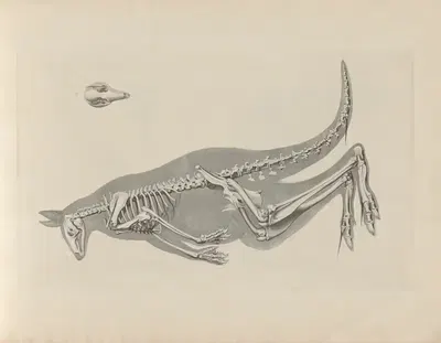 Skelet des Riesenkänguruhs (Macropus giganteus) by Christian Heinrich Pander, 1895 — digital art print download