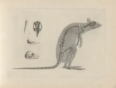 Skelet des zierlichen Känguruhs (Halmaturus elegans) by Christian Heinrich Pander, 1895 — digital art print download
