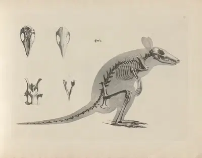 Skelet vom Hankenthier oder Rattenkänguruh (Hypriprymnus marinus) by Christian Heinrich Pander, 1895 — digital art print…