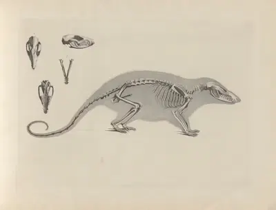 Skelet des Krappenfressers (Didelphis marsupialis) by Christian Heinrich Pander, 1895 — digital art print download