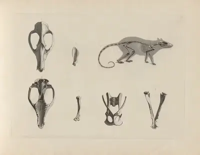 Skelet vom Mäusebeutelthier (Did. murina) by Christian Heinrich Pander, 1895 — digital art print download