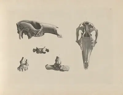 Schädel des Riesenkänguruhs von der Seite by Christian Heinrich Pander, 1895 — digital art print download