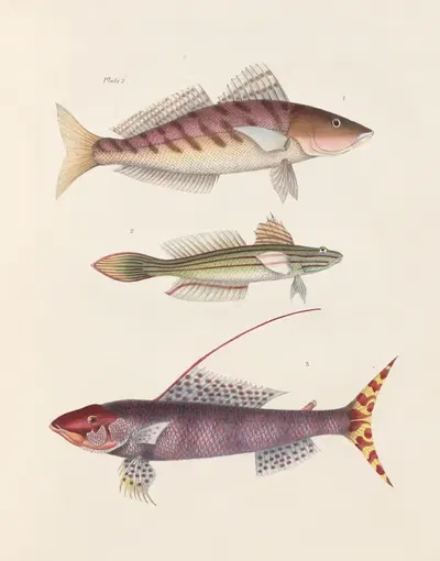 I. Crimson-backed Sillago, II. Eleotris trabeatus, III. Imperial Aulopus by John Richardson, 1843 — digital art print…