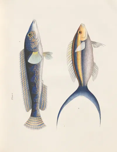 I. Blue-mantle Julis, II. Blue Crescent-tail by John Richardson, 1843 — digital art print download