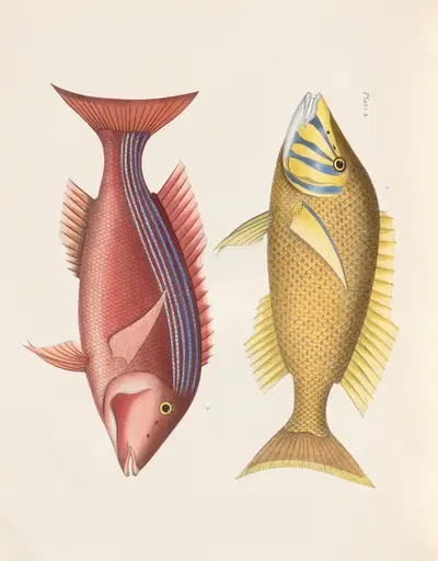 I. Blue and yellow faced Lethrinus, II. Blue-lined, red Lethrinus by John Richardson, 1843 — digital art print download