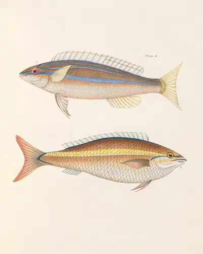 I. Blue-striped Maenoid, II. Gold-bridled Maenoid by John Richardson, 1843 — digital art print download