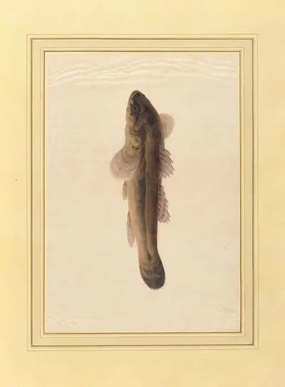 Album of fish, plants, and insects Pl.07 by Chinese School, 1772 — digital art print download
