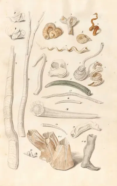 Shells from the collection of the Dukes of Württemberg Pl.01 by Johann Gustav Hoch, 1800 — digital art print download