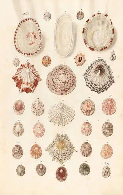 Shells from the collection of the Dukes of Württemberg Pl.02 by Johann Gustav Hoch, 1800 — digital art print download