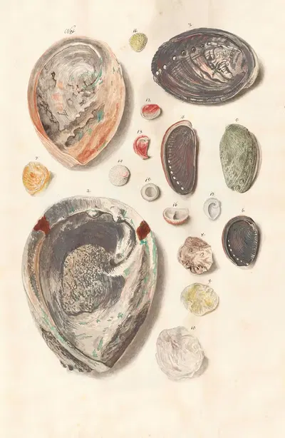 Shells from the collection of the Dukes of Württemberg Pl.03 by Johann Gustav Hoch, 1800 — digital art print download