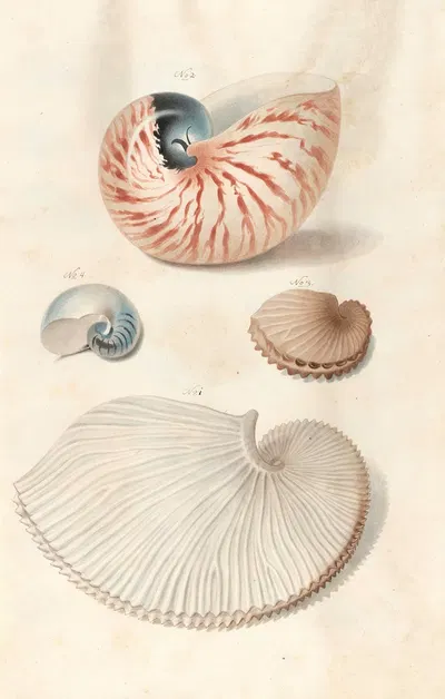 Shells from the collection of the Dukes of Württemberg Pl.05 by Johann Gustav Hoch, 1800 — digital art print download