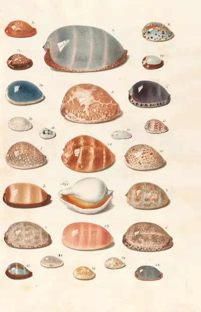 Shells from the collection of the Dukes of Württemberg Pl.06 by Johann Gustav Hoch, 1800 — digital art print download