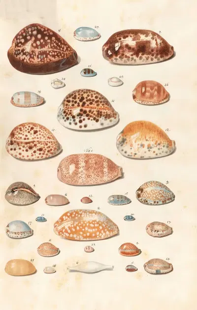 Shells from the collection of the Dukes of Württemberg Pl.07 by Johann Gustav Hoch, 1800 — digital art print download