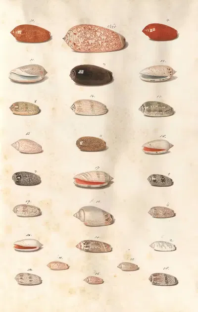 Shells from the collection of the Dukes of Württemberg Pl.08 by Johann Gustav Hoch, 1800 — digital art print download